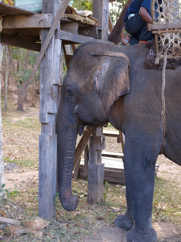 Elephant, Bolaven Plateau